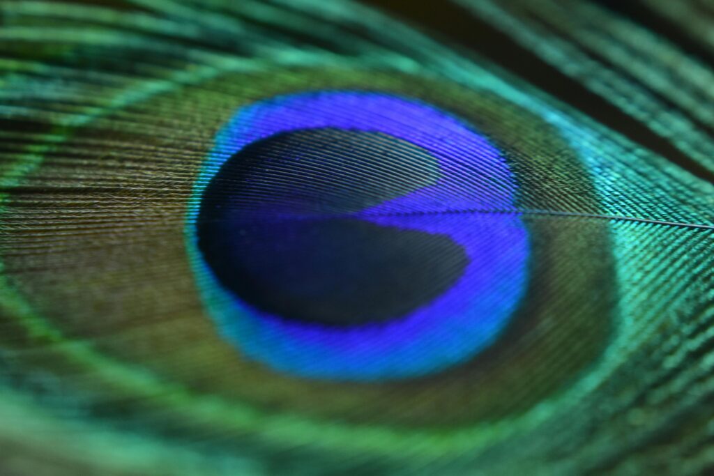 Detailed close-up of a colorful peacock feather showcasing its vibrant hues and intricate texture.