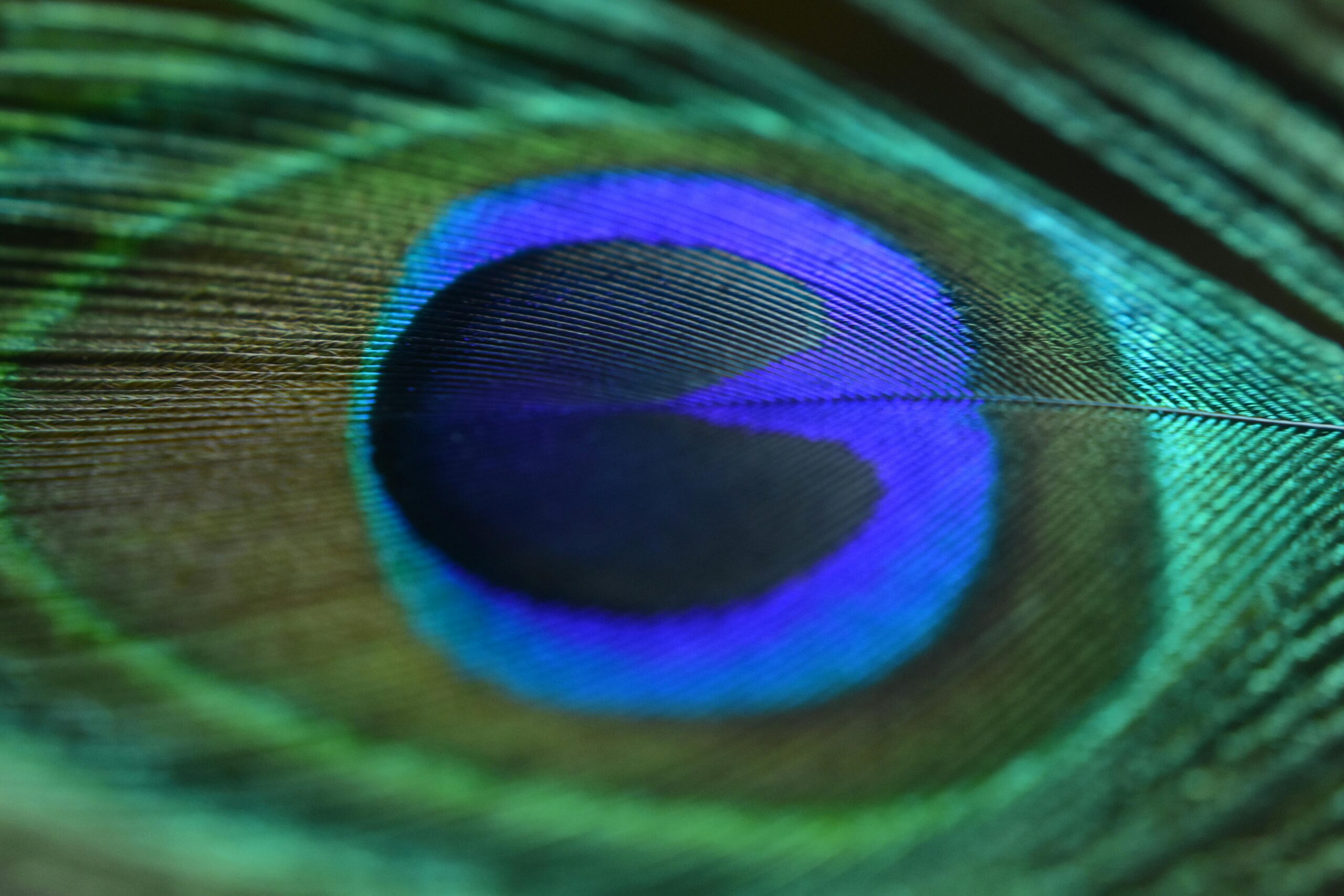 Detailed close-up of a colorful peacock feather showcasing its vibrant hues and intricate texture.